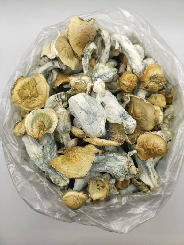 Golden teacher mushroom