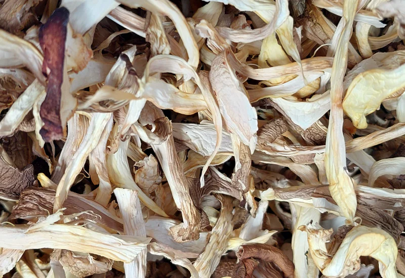 Oyster Mushrooms