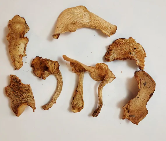 Hedgehog Mushrooms