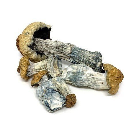 Buy Blue Meanies mushrooms online