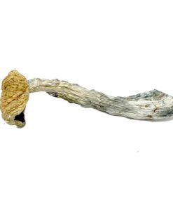 Mazatapec Magic Mushroom