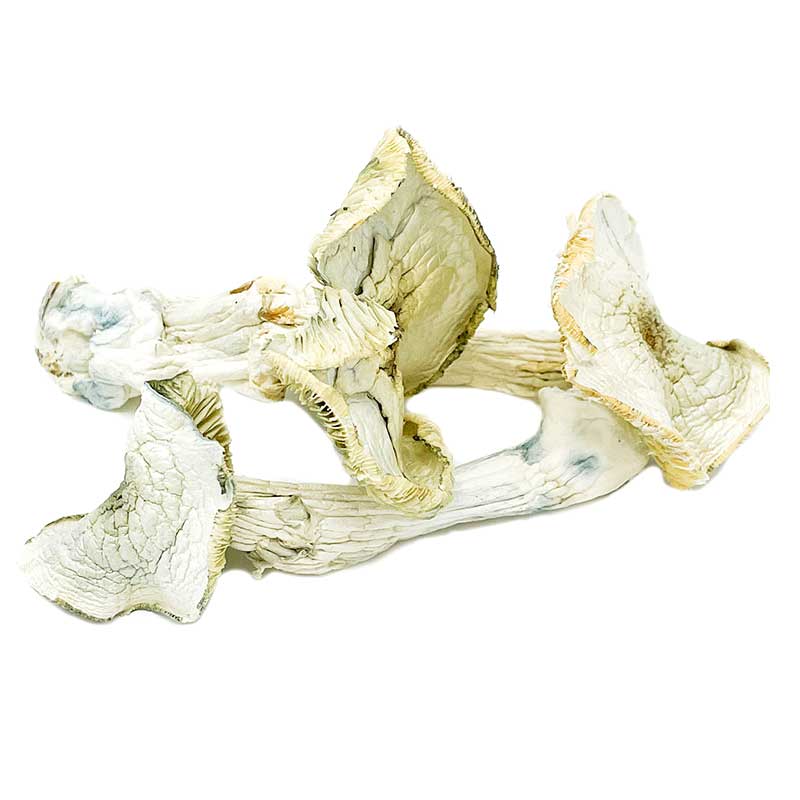 Avery Albino Magic Mushroom - Image 2
