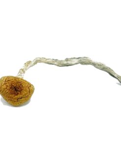 Best Magic Mushrooms