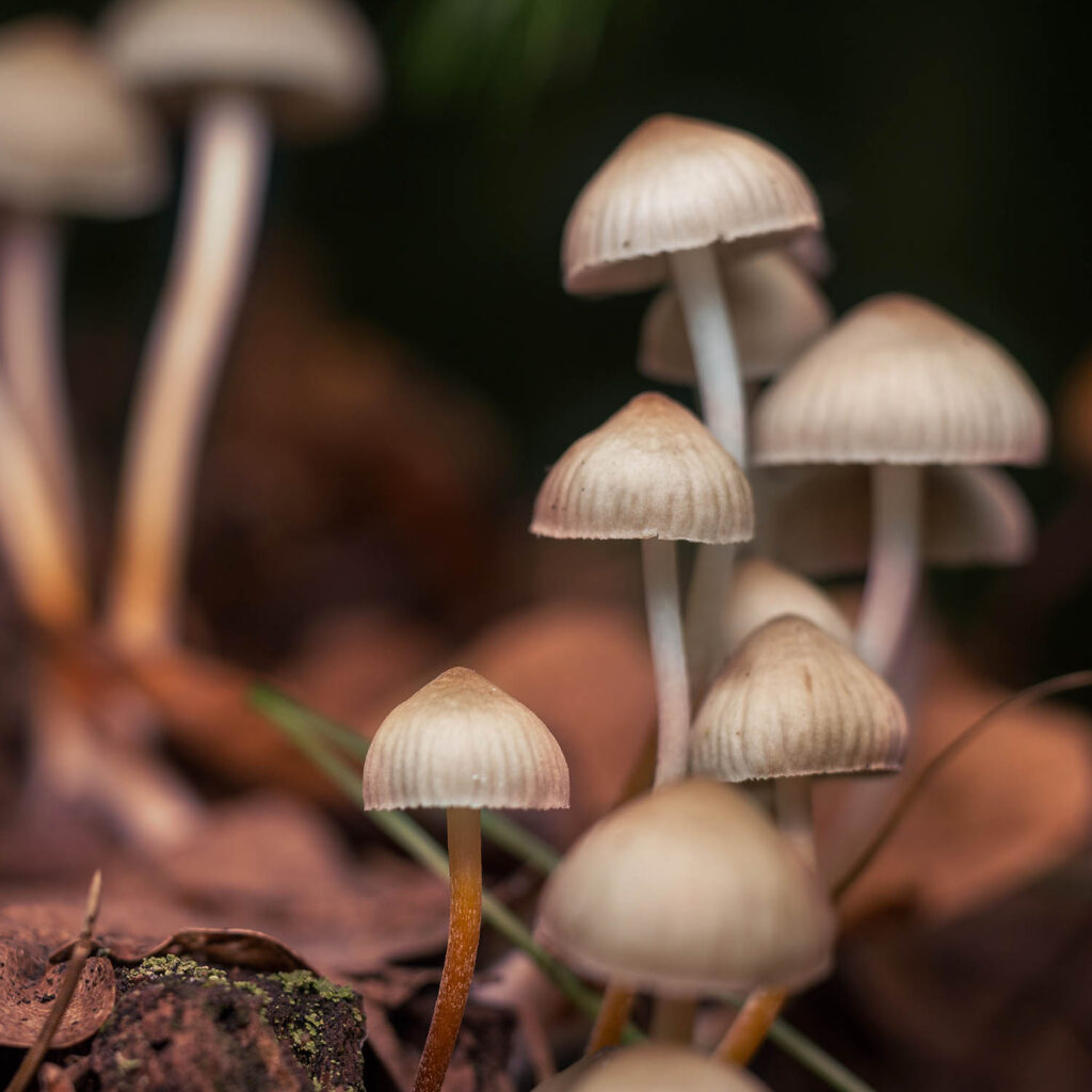 when is mushroom season australia