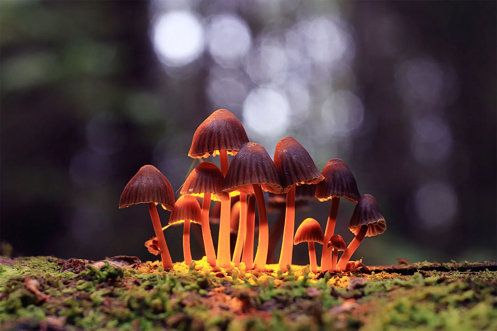 how to find hallucinogenic mushrooms
