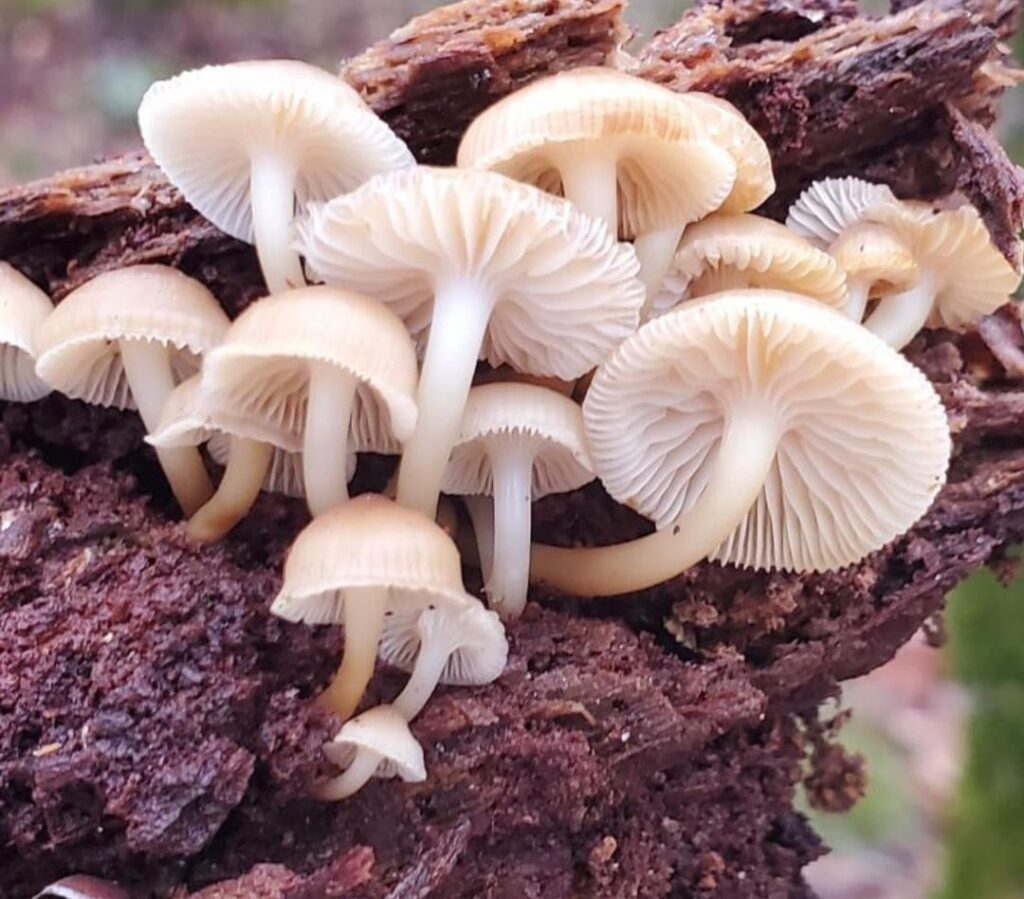 where to find hallucinogenic mushrooms