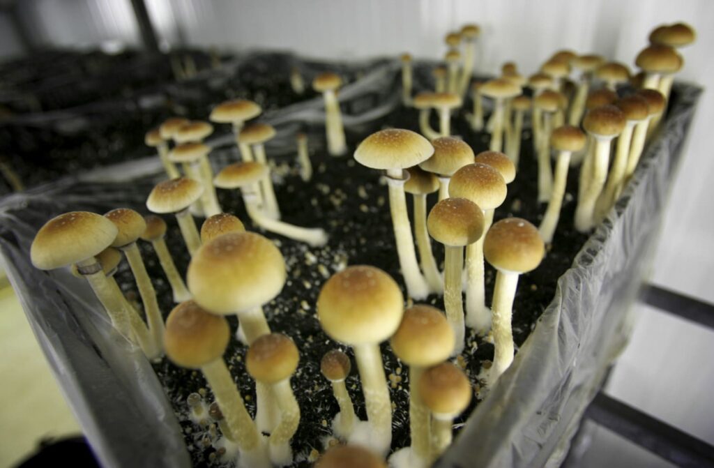 where to find hallucinogenic mushrooms