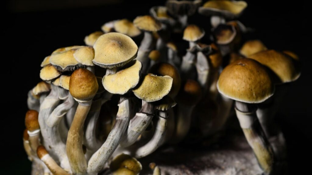 can you overdose magic mushrooms