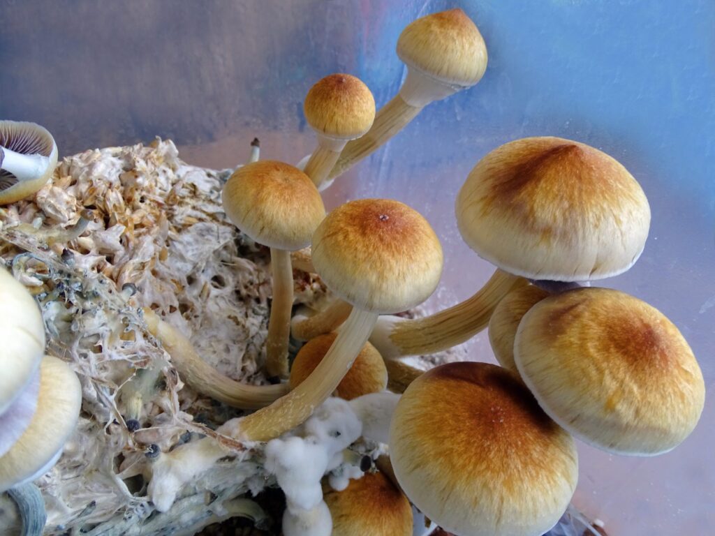 what happens if you smoke shrooms
