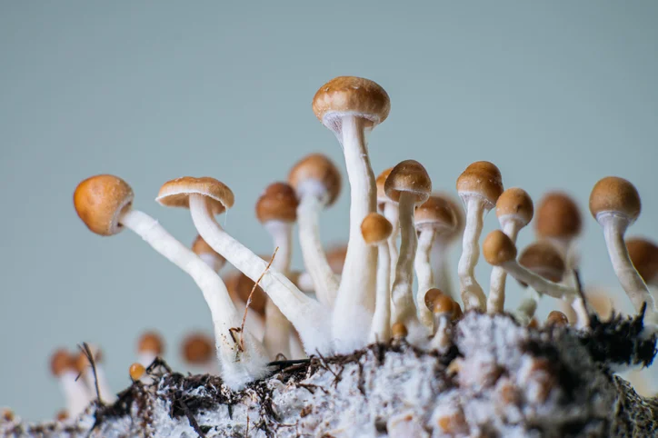 what do psilocybin mushrooms look like