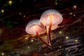 how long do mushroom gummies last