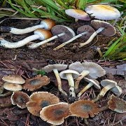 what do shrooms do to your brain