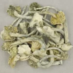 Albino A+ Mushroom