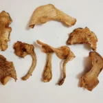 Hedgehog Mushrooms